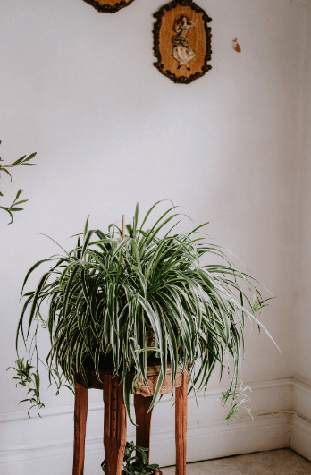 Planta Araña